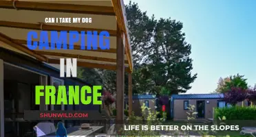 Camping with Your Dog in France: Tips and Regulations