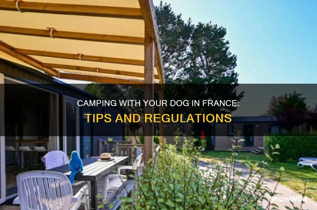 can i take my dog camping in france