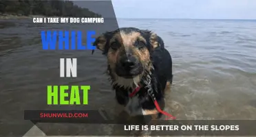 Camping with Your Dog in Heat: Tips and Considerations