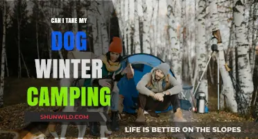 Winter Camping with Your Dog: Tips for a Safe Adventure