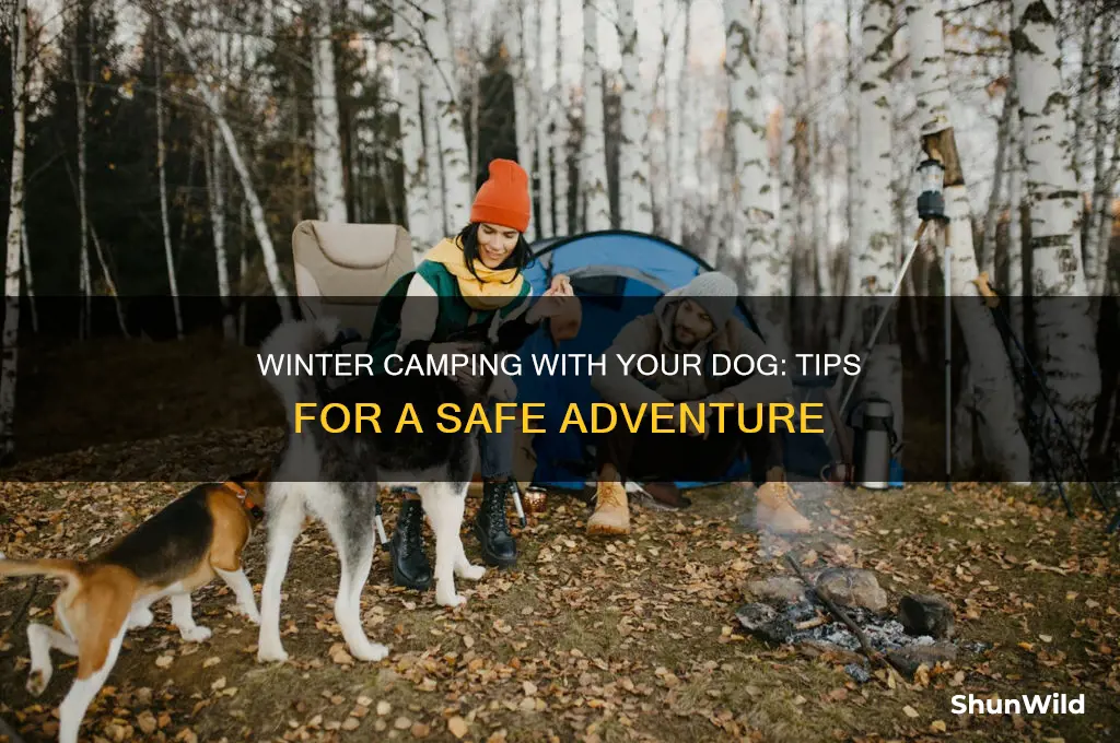 can i take my dog winter camping