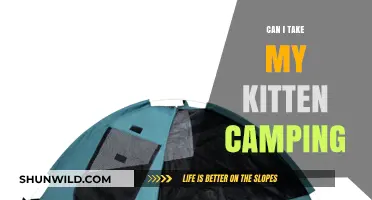 Can Kittens Go Camping? Tips for Safe Outdoor Adventures