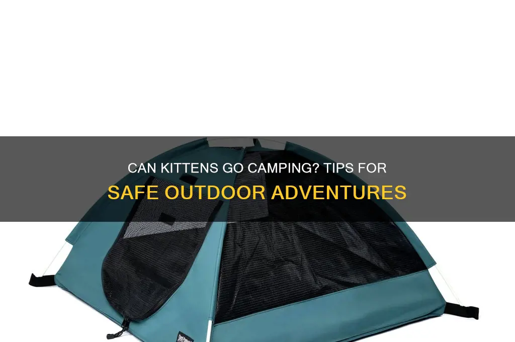 can i take my kitten camping