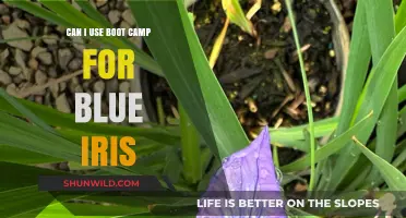 Using Boot Camp for Blue Iris: Compatibility and Setup Guide