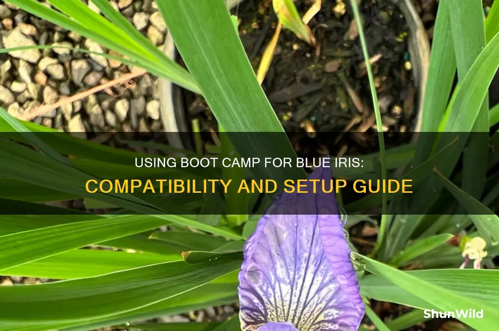 can i use boot camp for blue iris