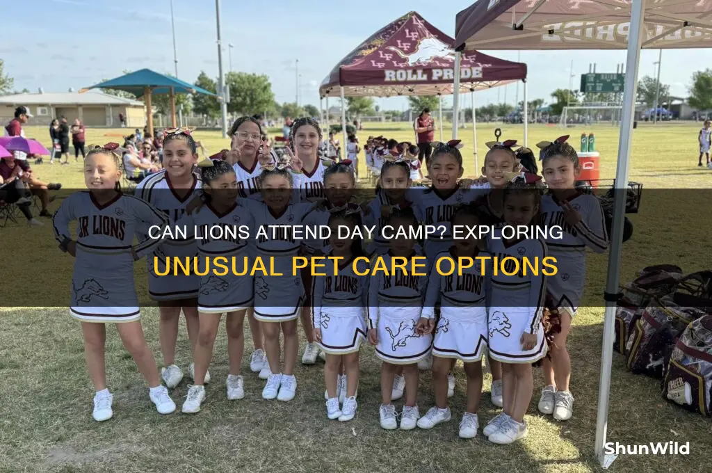 can lions attend day camp