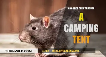 Can Mice Chew Through Your Camping Tent? Facts and Prevention Tips
