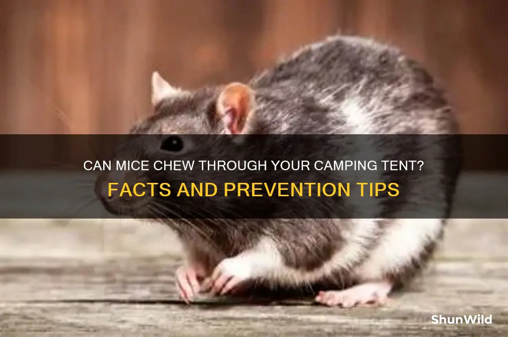 can mice chew through a camping tent