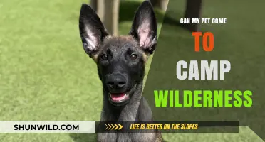 Can Your Pet Join the Adventure at Camp Wilderness?