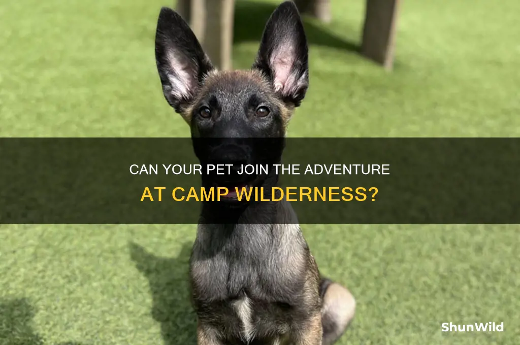 can my pet come to camp wilderness