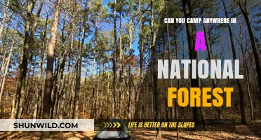 Camping in National Forests: Rules, Tips, and Best Practices