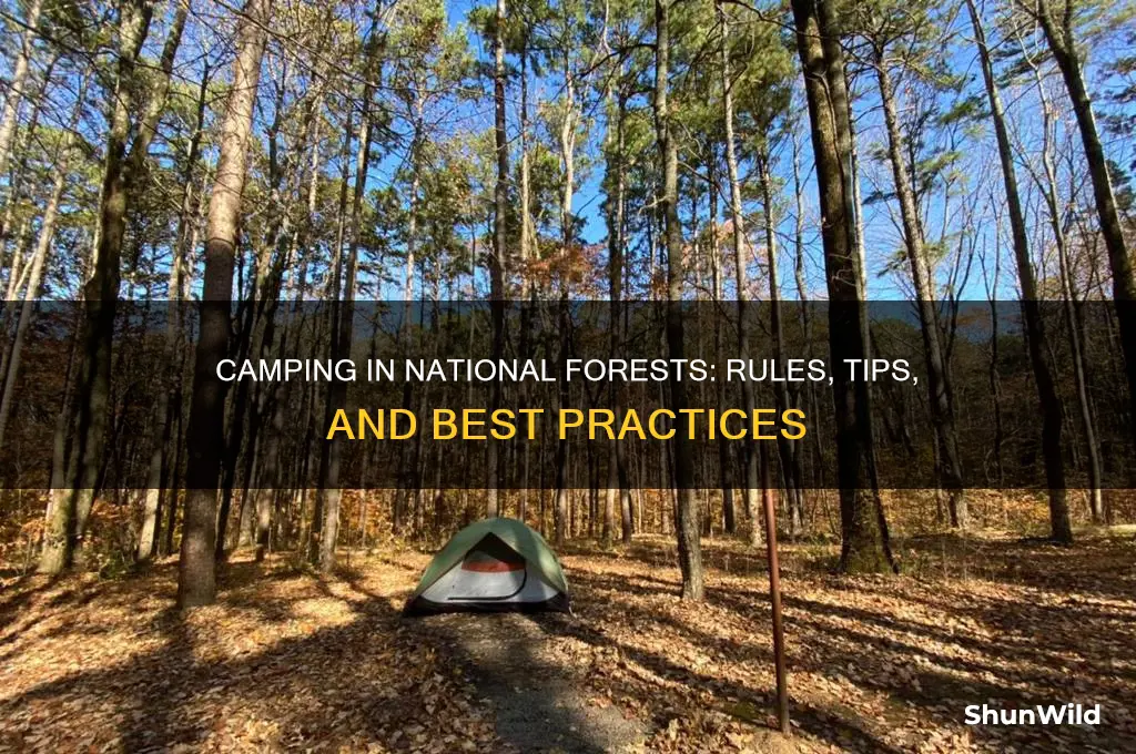 can you camp anywhere in a national forest