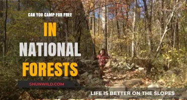 Free Camping in National Forests: Rules, Tips, and Best Practices