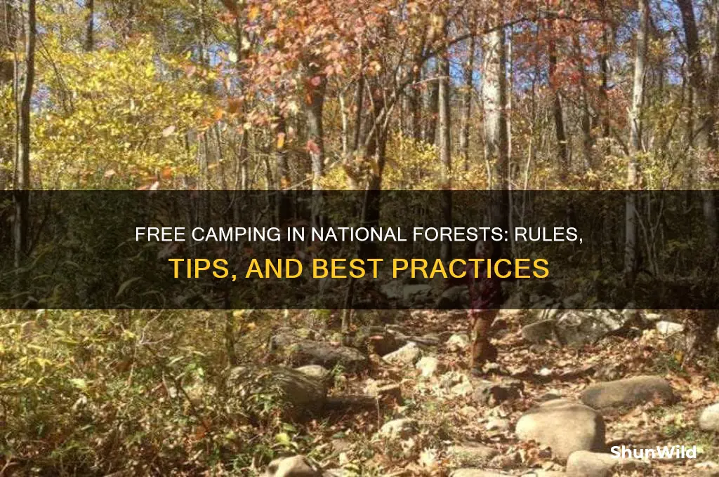 can you camp for free in national forests