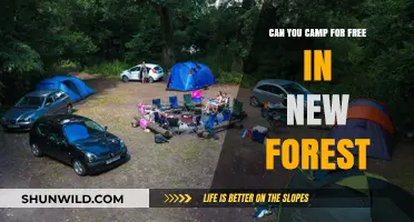 Free Camping in New Forest: Rules, Tips, and Best Spots