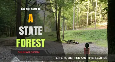 Exploring State Forests: Camping Rules, Tips, and Best Practices