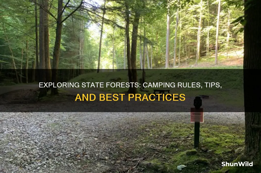 can you camp in a state forest