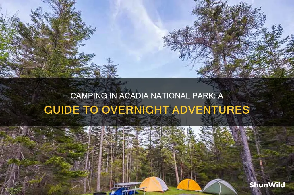 can you camp in acadia national park
