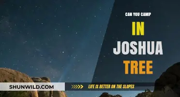 Camping in Joshua Tree: Tips, Rules, and Best Spots to Stay