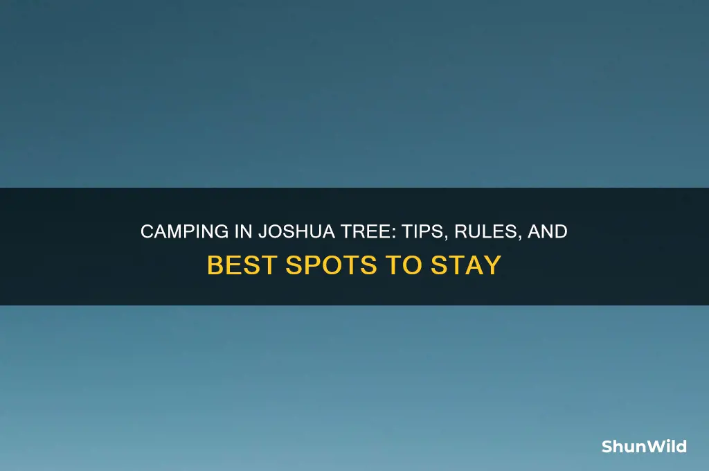 can you camp in joshua tree