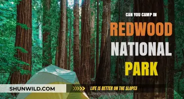Camping in Redwood National Park: A Guide to Exploring the Giants