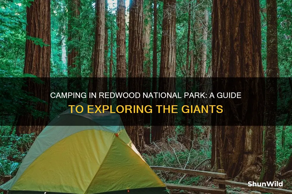 can you camp in redwood national park