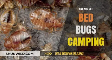 Can You Get Bed Bugs While Camping? Prevention Tips and Facts