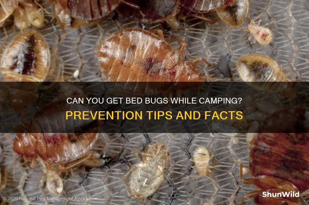 can you get bed bugs camping