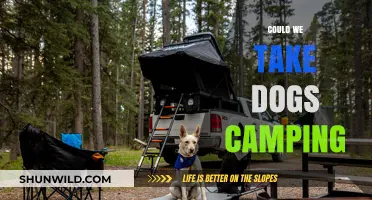 Canine Camping Companions: Tips for Taking Your Dog on Outdoor Adventures