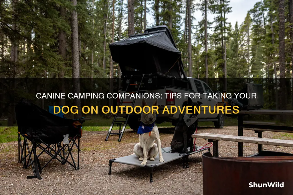 could we take dogs camping