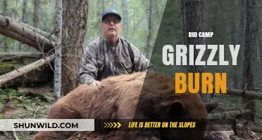 Camp Grizzly Fire Mystery: Unraveling the Truth Behind the Blaze