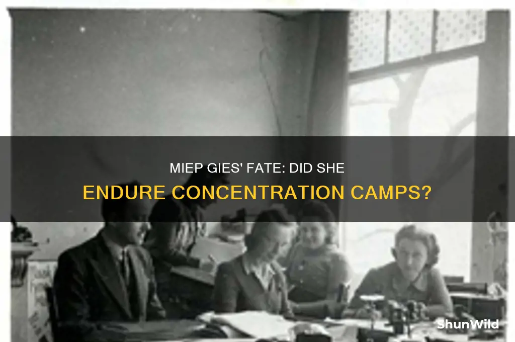 did miep gied go to concentration camps