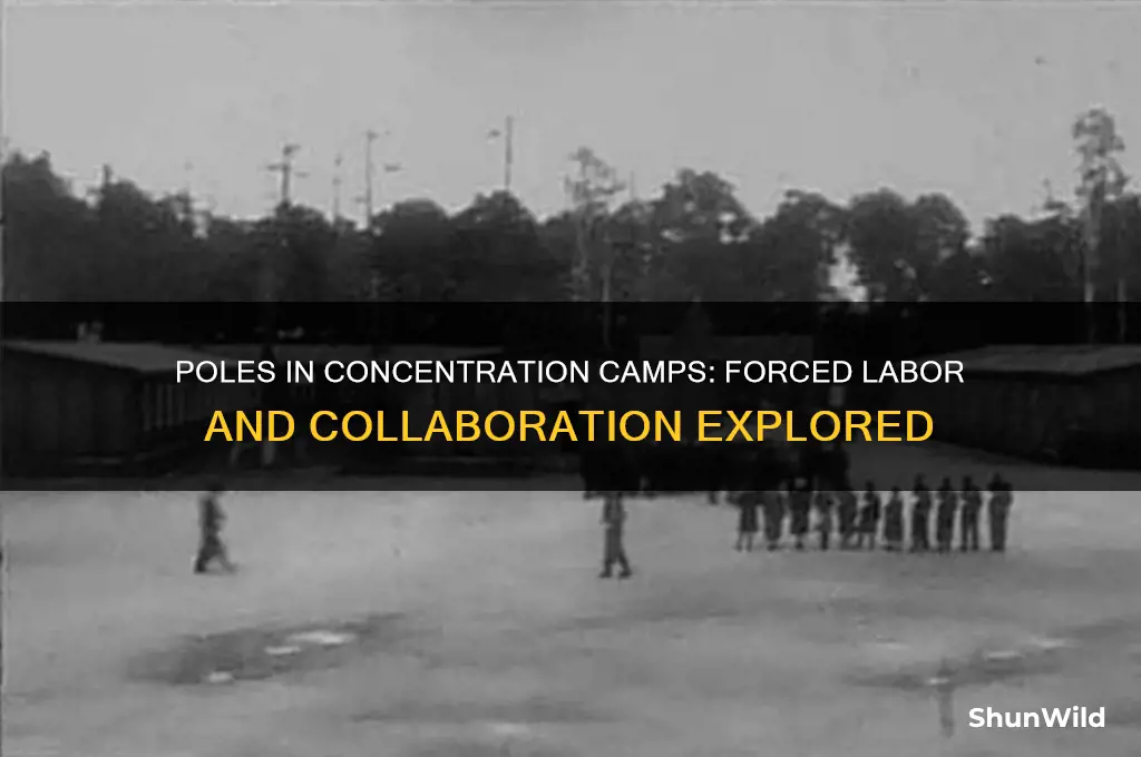 did poles work at concentration camps