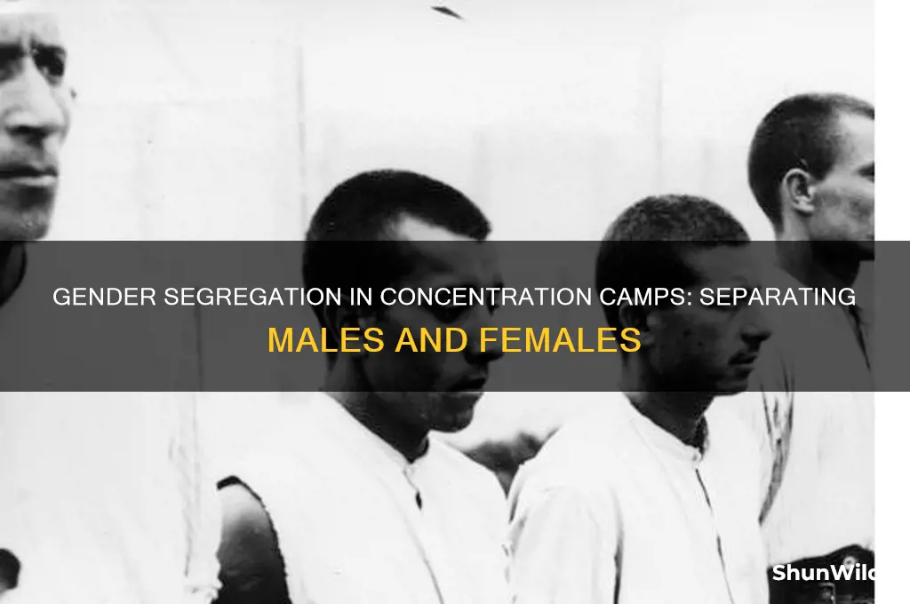 did they separate males and females in concentration camps