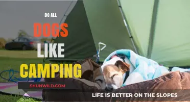 Do All Dogs Enjoy Camping? Exploring Canine Preferences in the Great Outdoors