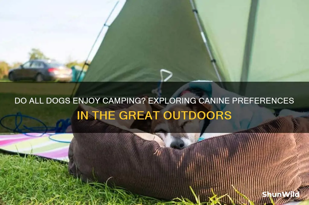 do all dogs like camping