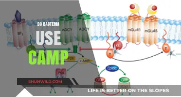 Do Bacteria Utilize cAMP for Signaling and Survival?
