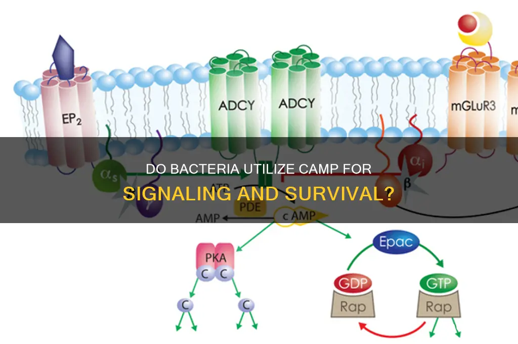 do bacteria use camp