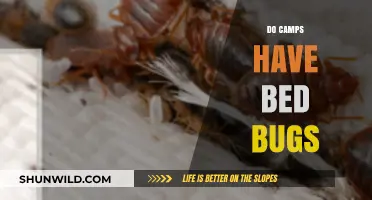 Do Camps Have Bed Bugs? Prevention Tips and Facts