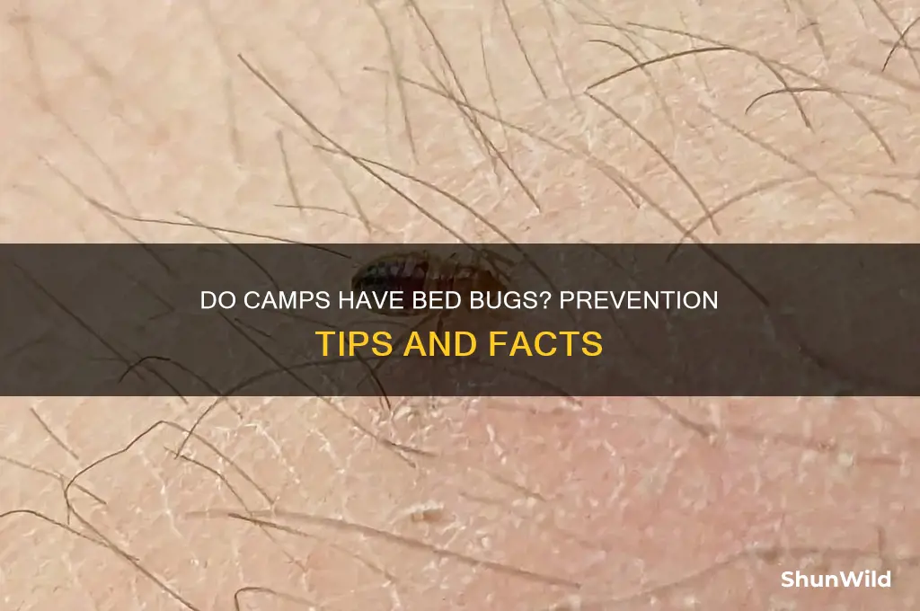 do camps have bed bugs