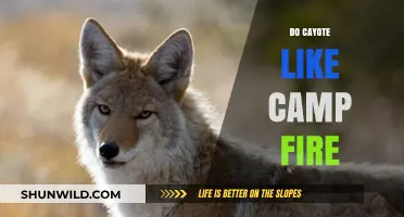 Do Coyotes Like Campfires? Exploring Wildlife Behavior Around Firelight