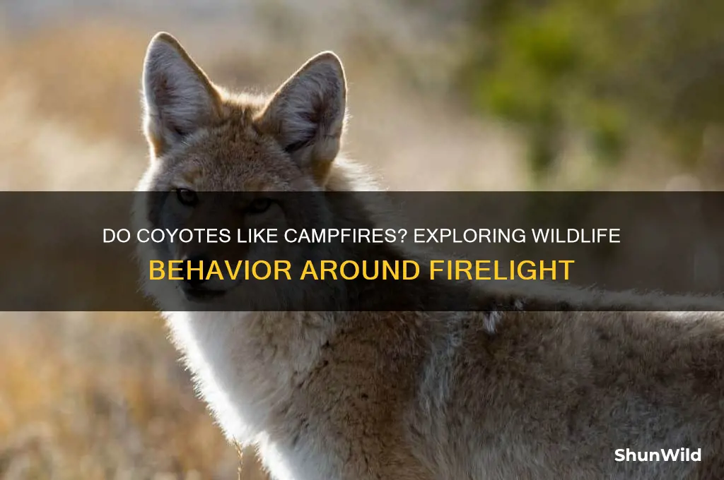 do cayote like camp fire