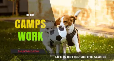 Do Dog Camps Work? Exploring Benefits and Effectiveness for Canines