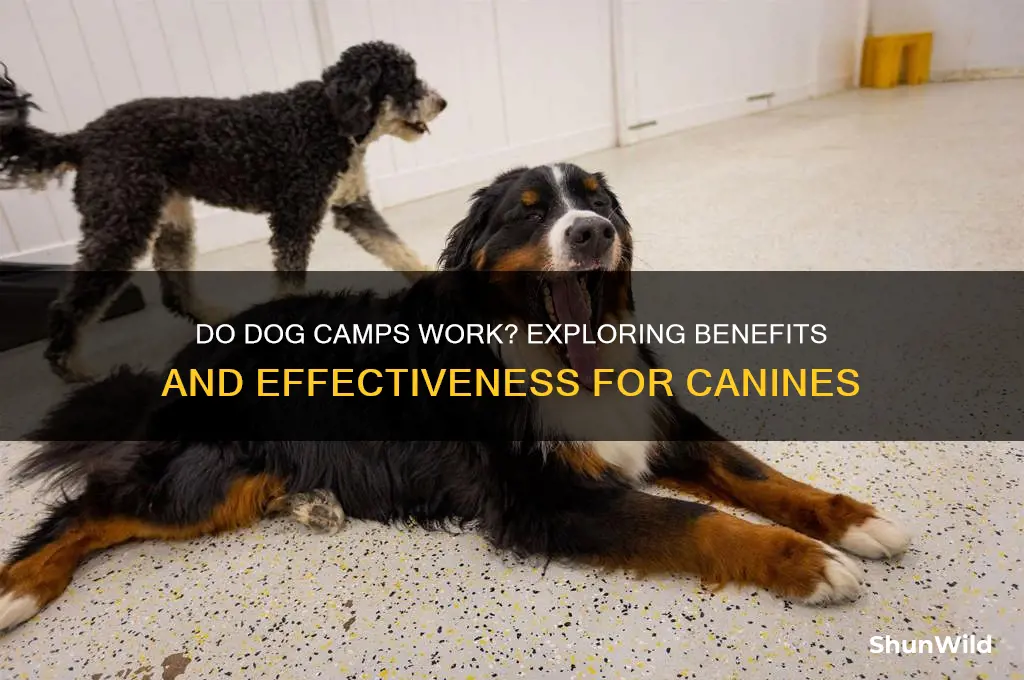 do dog camps work