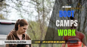 Doggie Boot Camps: Effective Training or Just a Quick Fix?