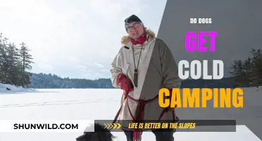 Canine Camping Comfort: Do Dogs Feel Cold in the Great Outdoors?