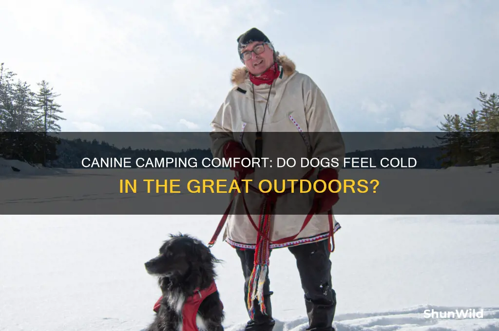 do dogs get cold camping