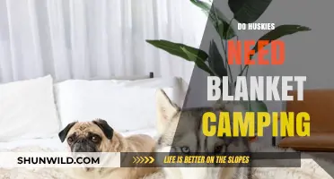 Do Huskies Need Blankets for Camping? Essential Tips for Owners