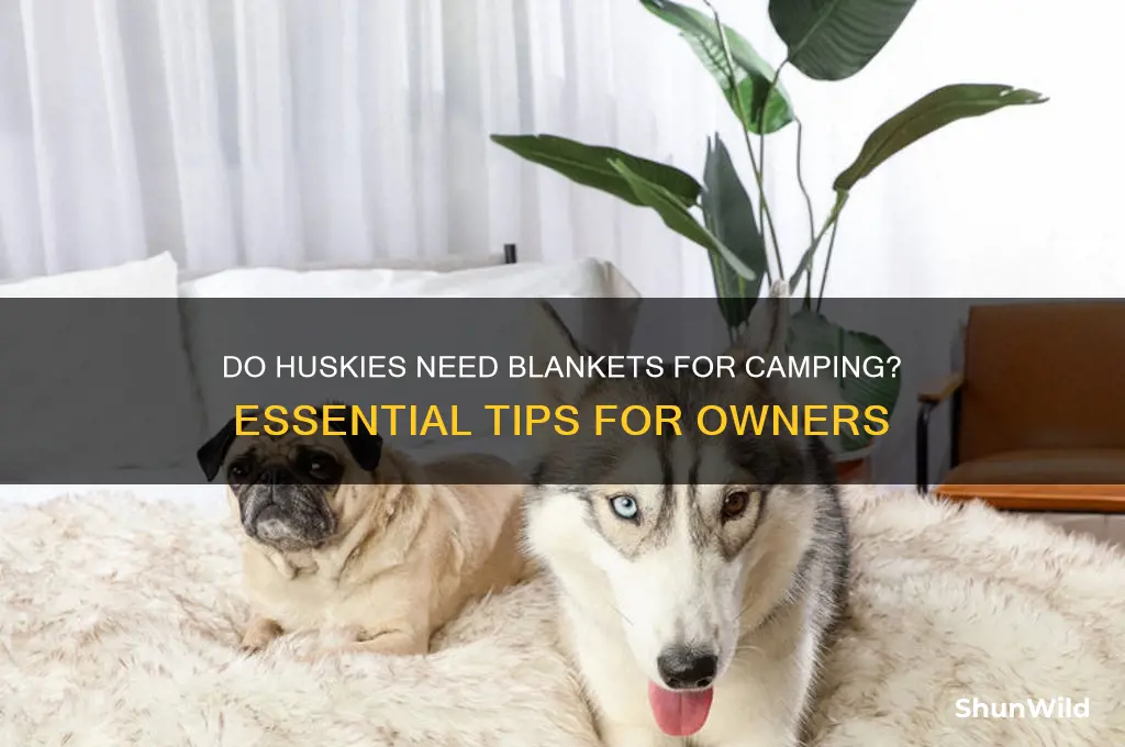 do huskies need blanket camping
