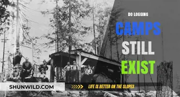 Do Logging Camps Still Exist? Exploring Modern Forestry Practices